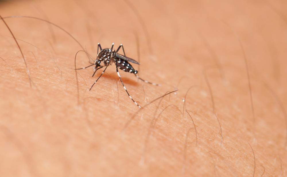 Altamira lidera número de casos de dengue no Pará com 179 pessoas com a doença