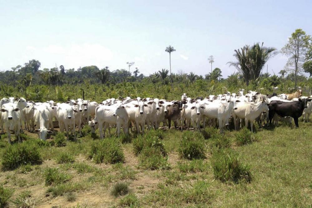 Foto: Ascom Ibama